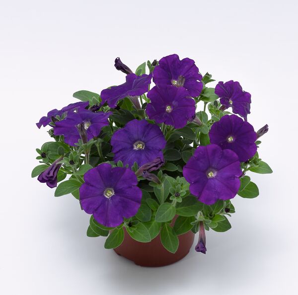 10975521.jpg