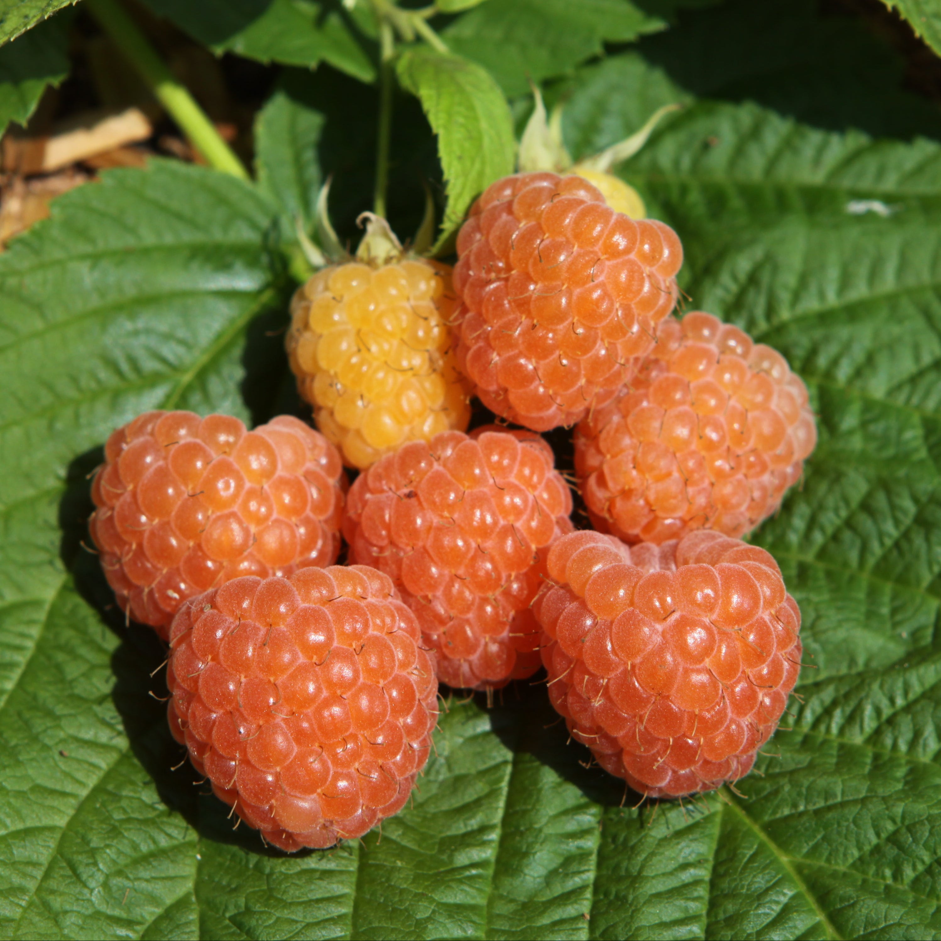 72A0155.jpg