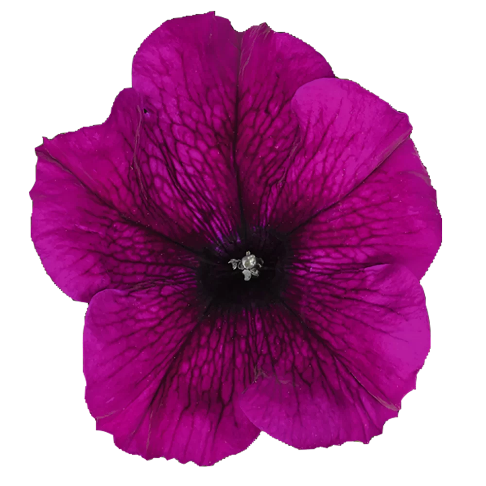 E55.205E.jpg