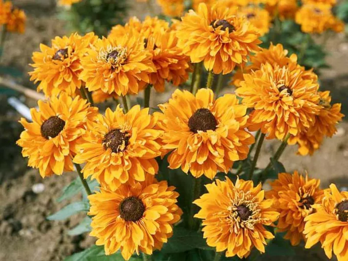 E64.800.jpg