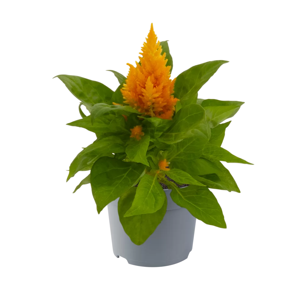10649.webp