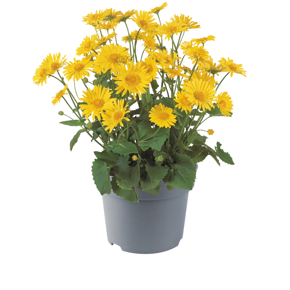 11663.webp