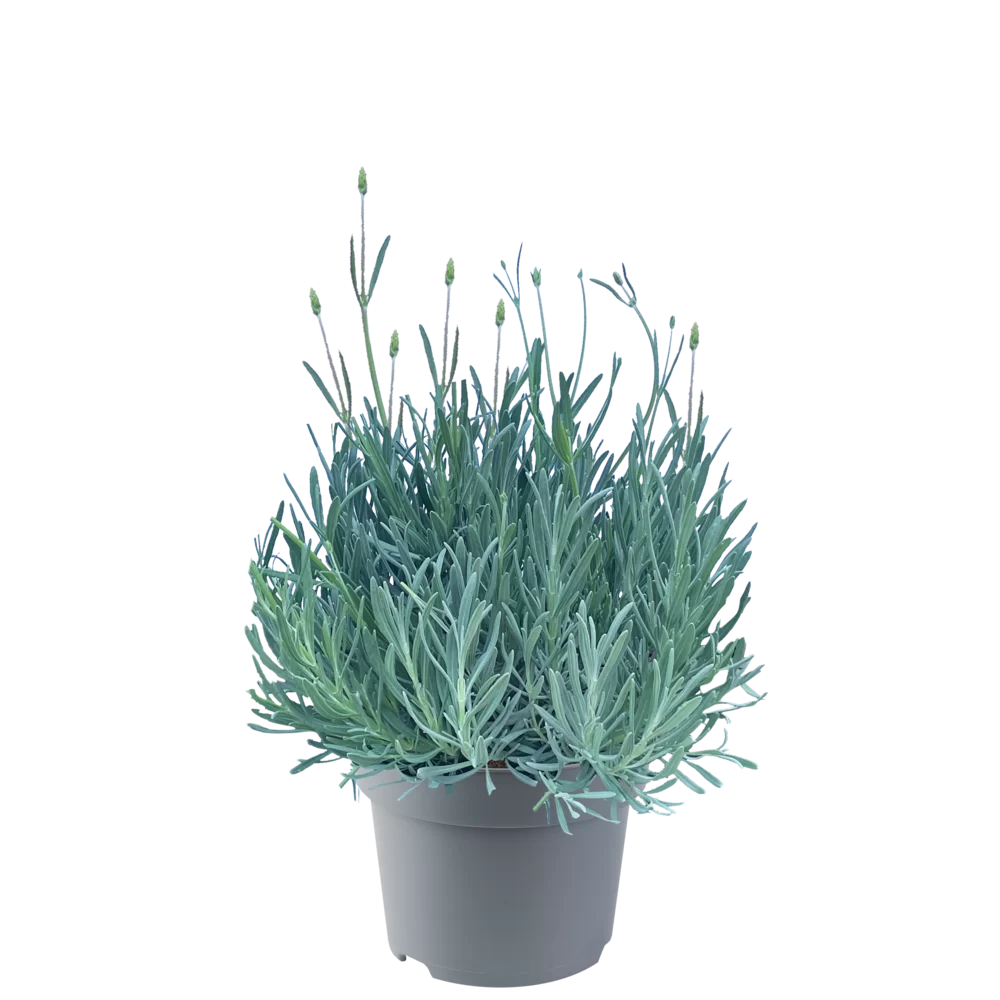 12750.webp