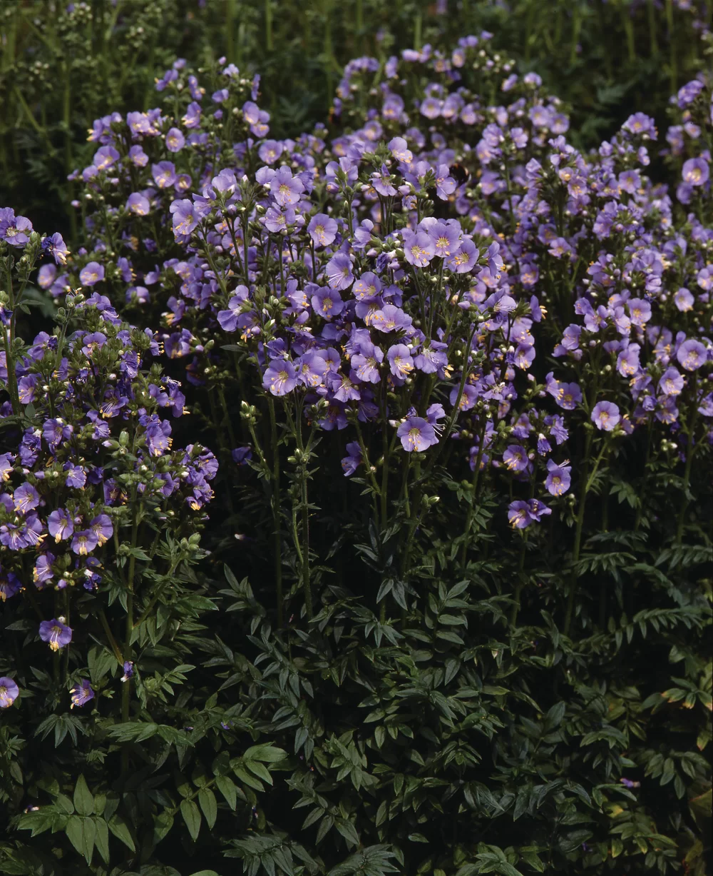 13766.webp
