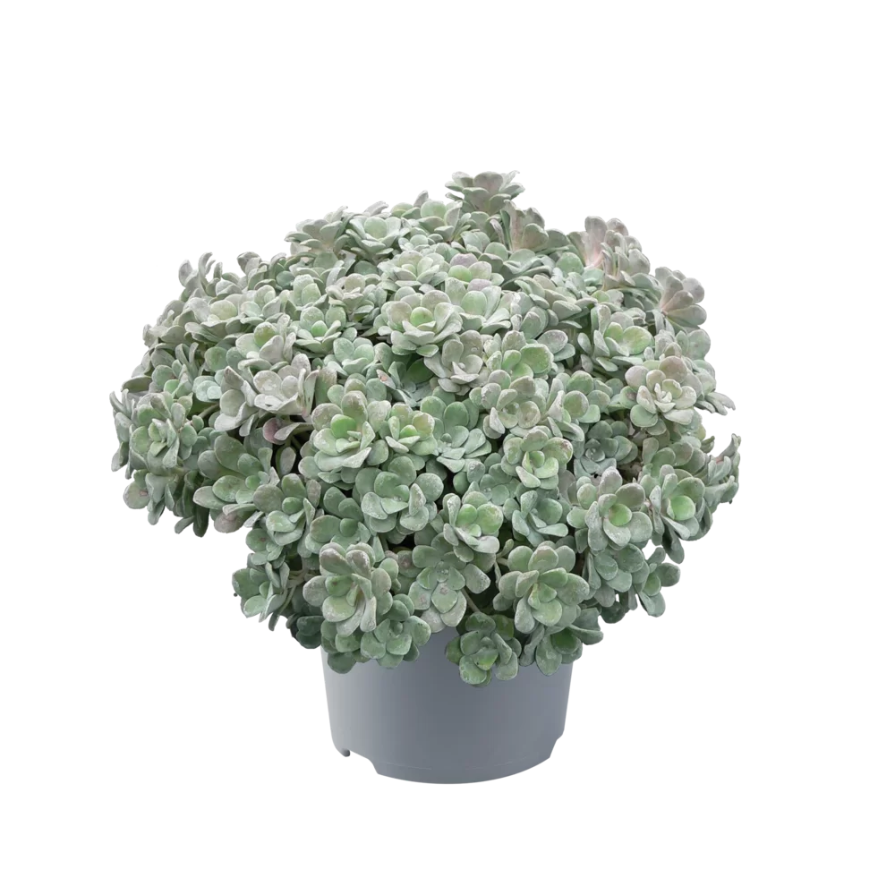 13854.webp