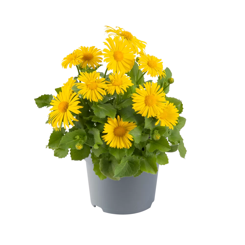 18284.webp