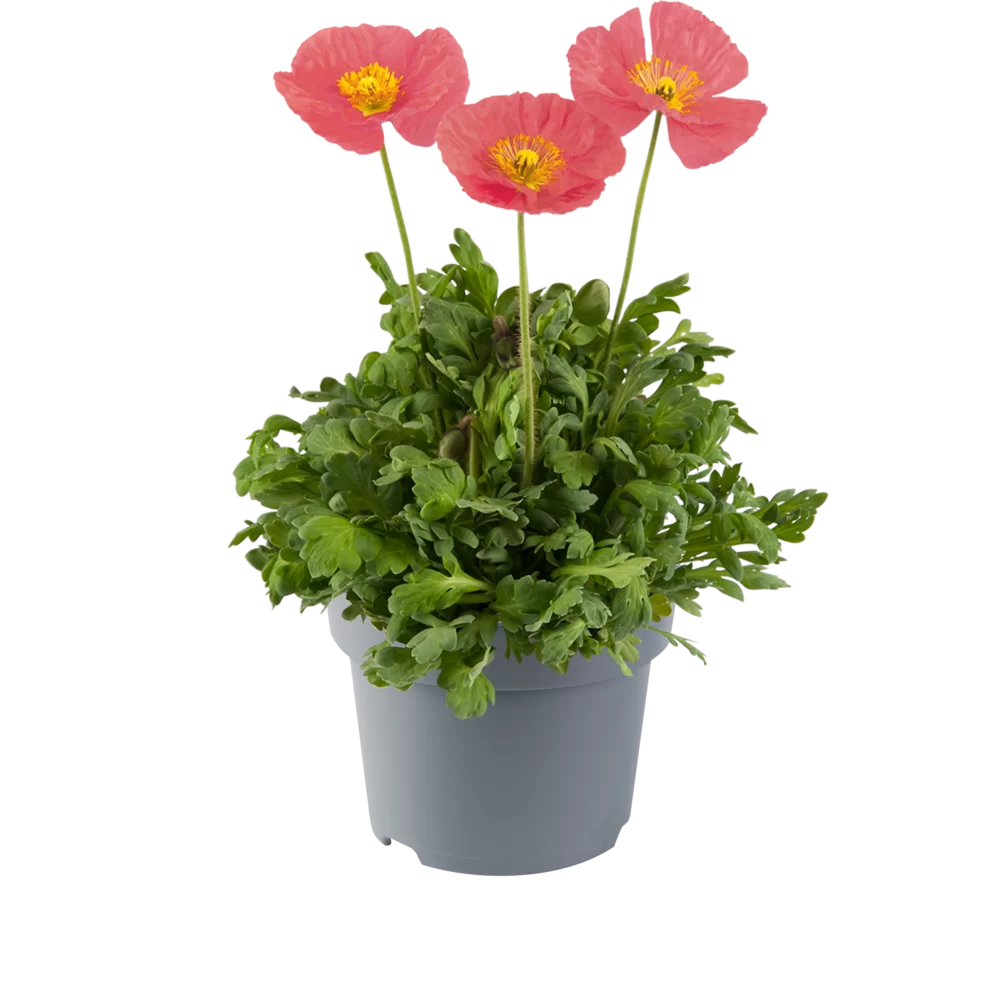 18699.webp