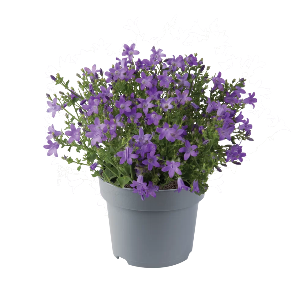 31833.webp