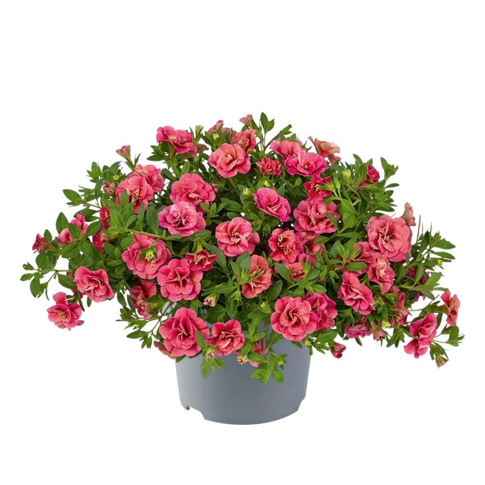 32723.webp