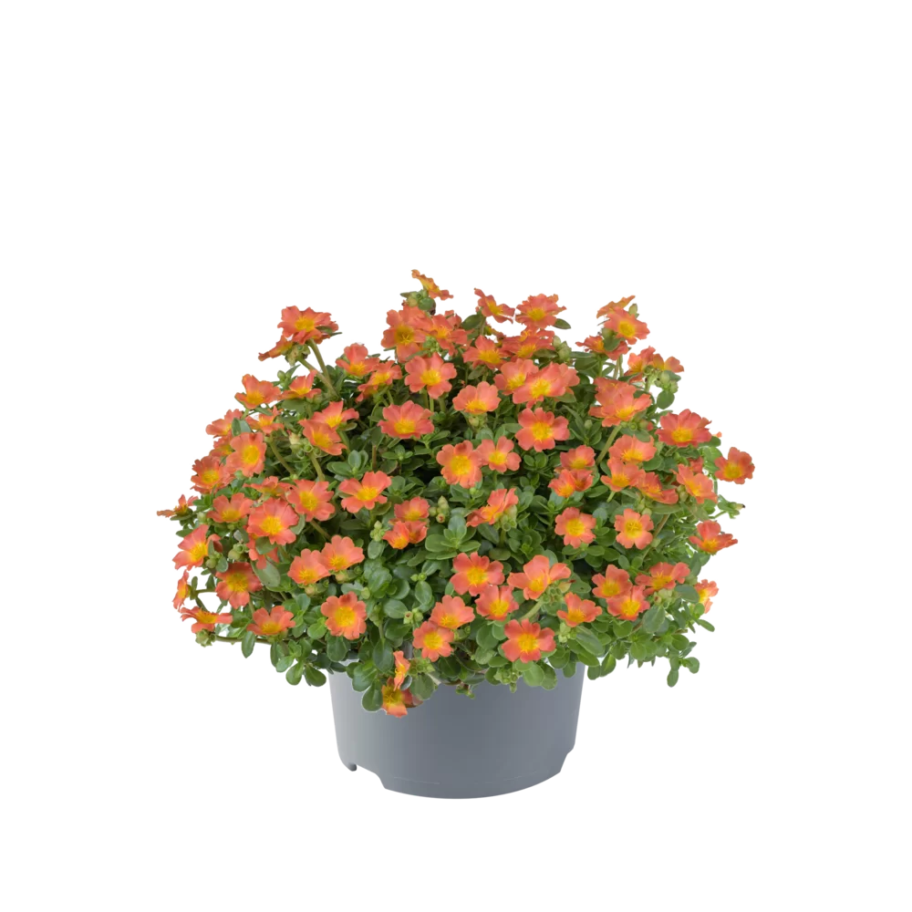 35225.webp