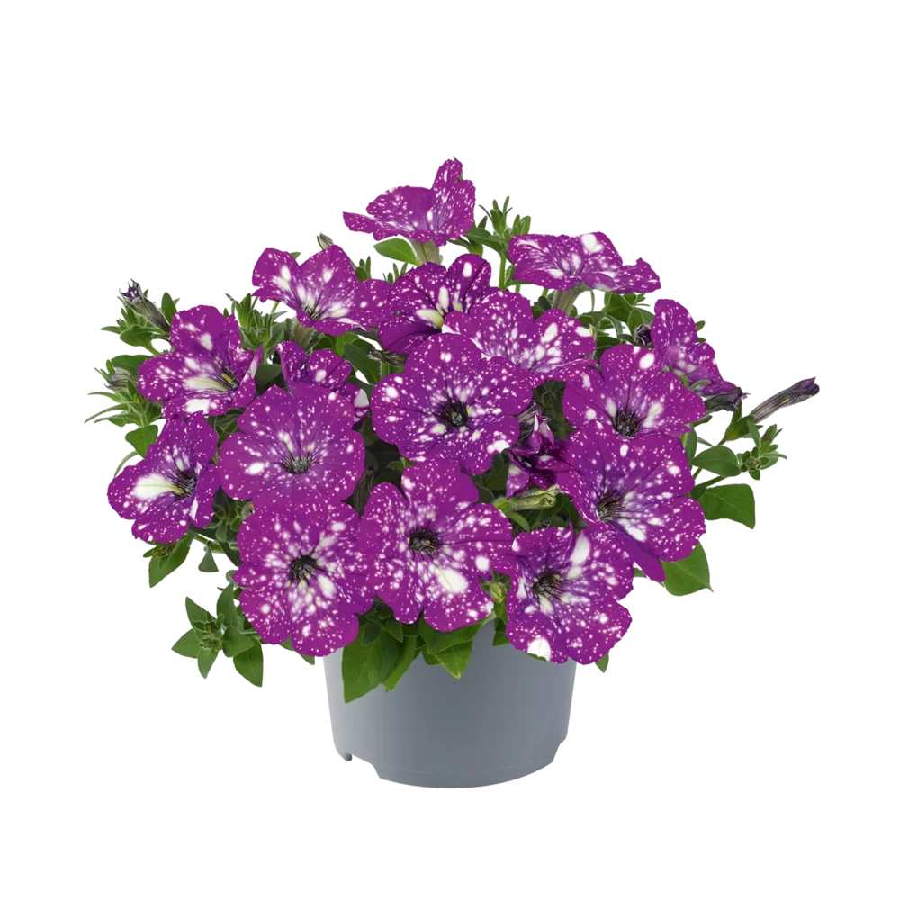 35242.webp
