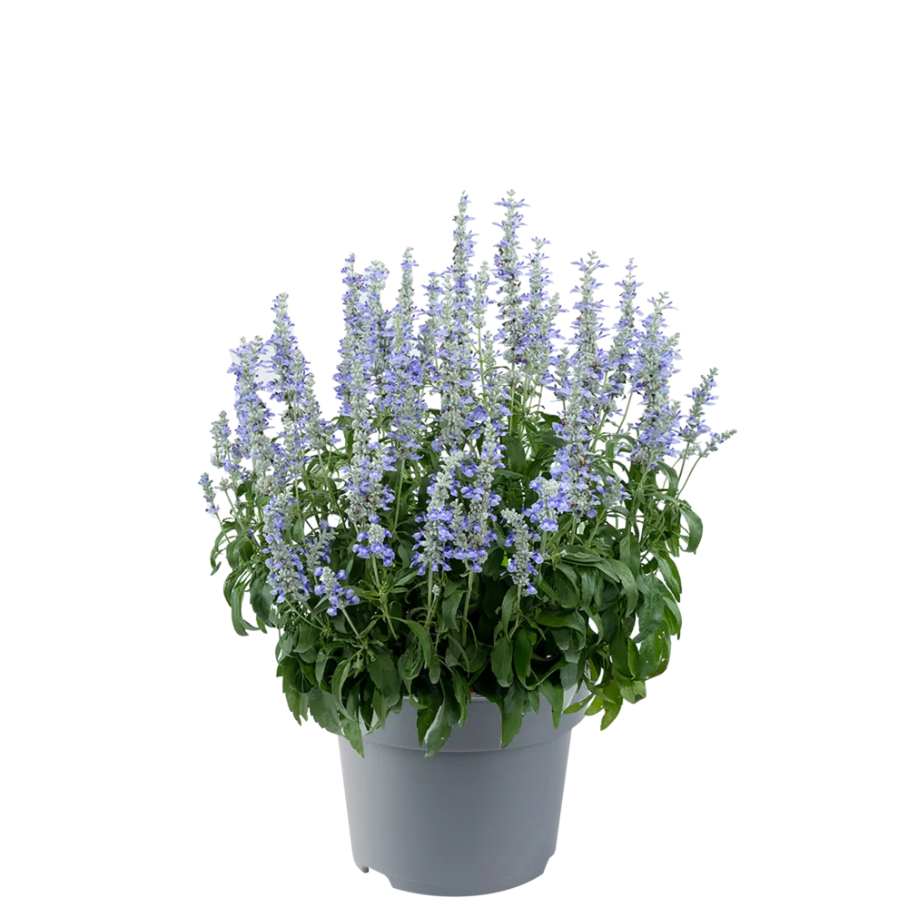 35272.webp