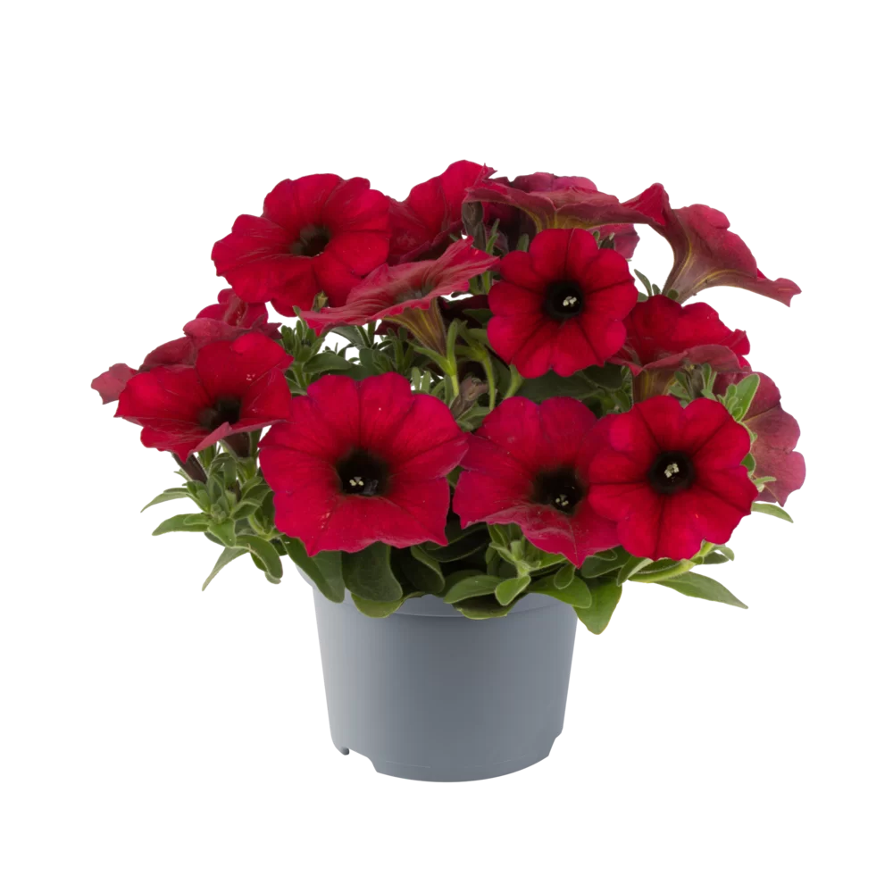 35720.webp