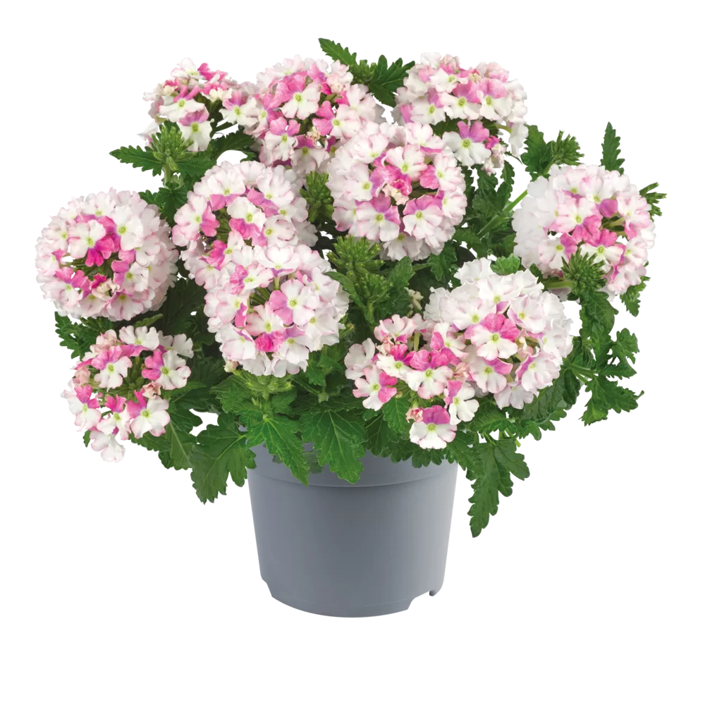 36298.webp