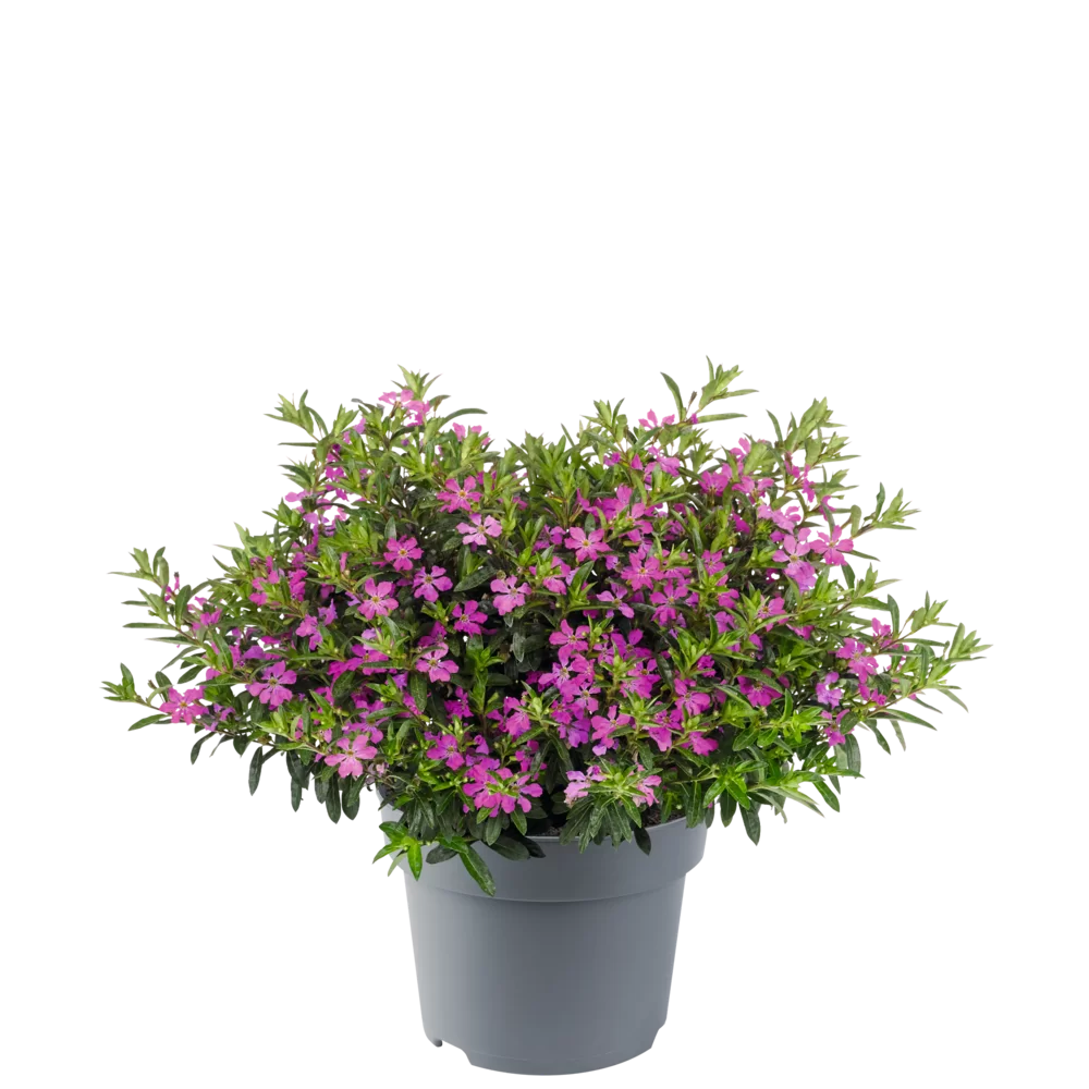37248.webp