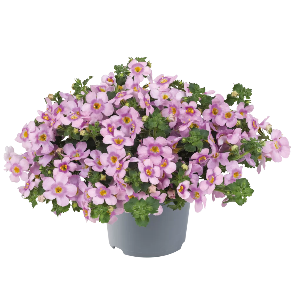 38054.webp