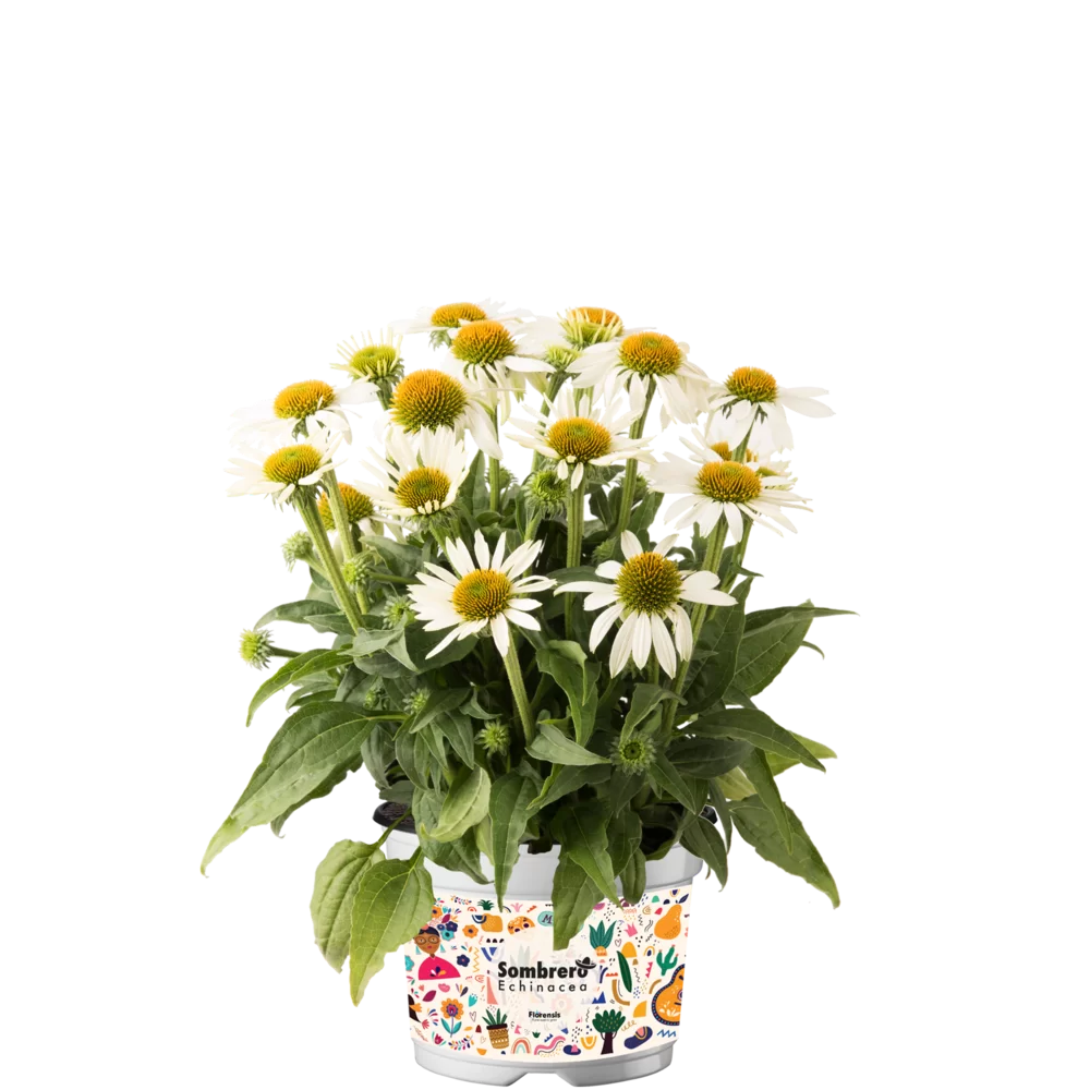 41878.webp