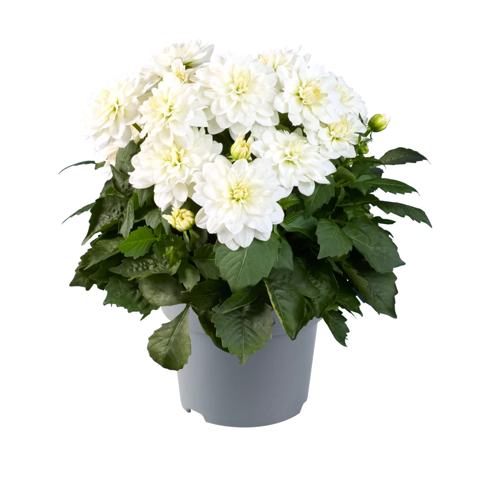42125.webp