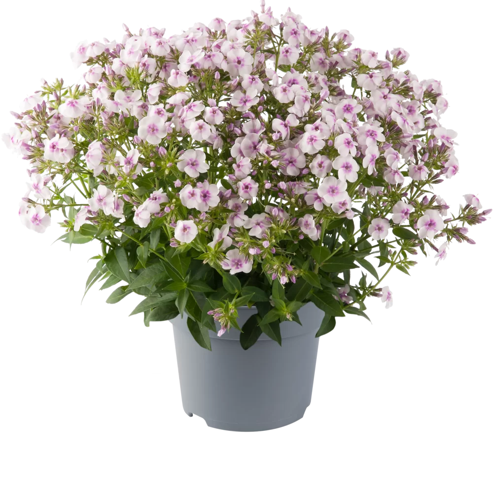 42961.webp