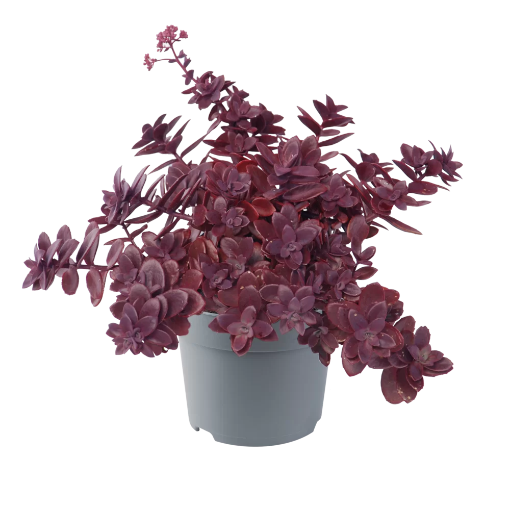 42987.webp