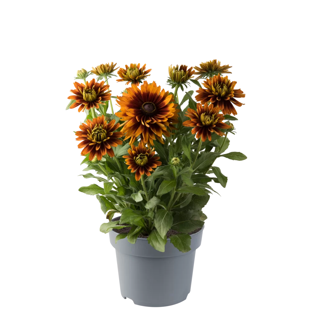 43098.webp