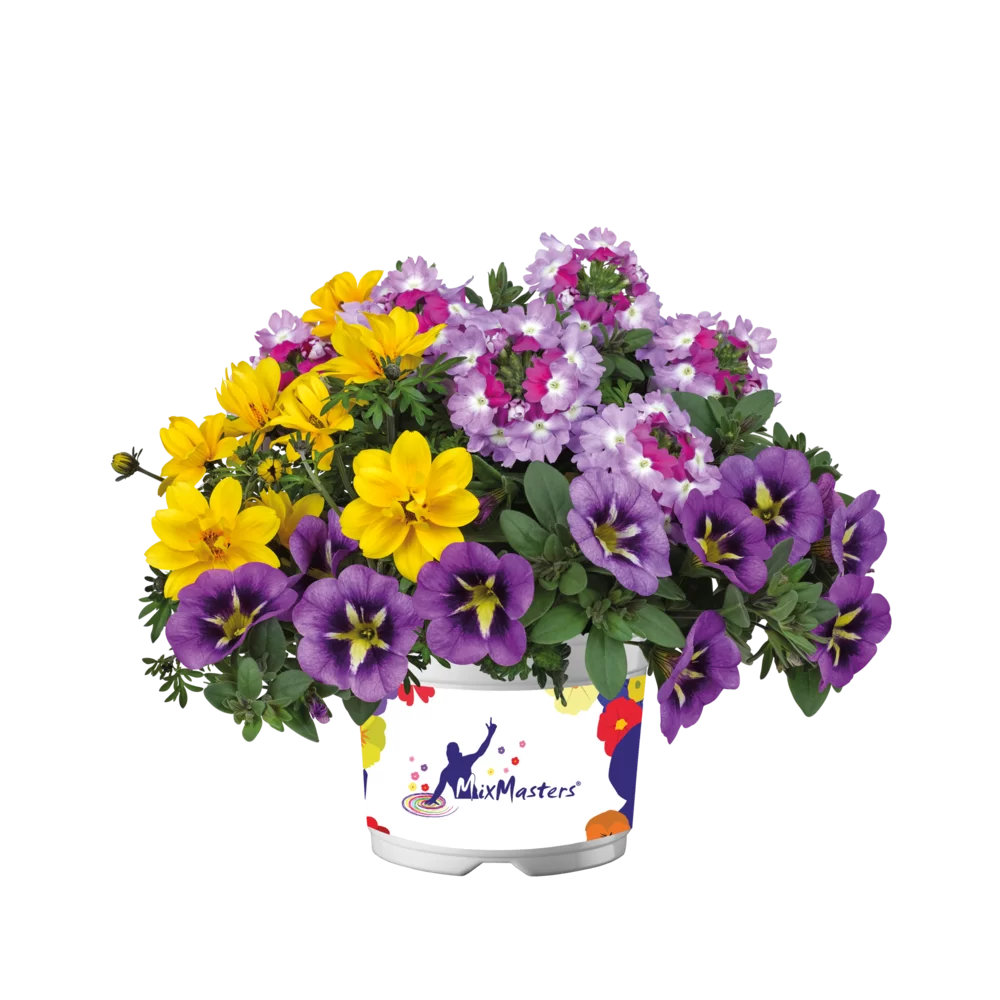 43145.webp