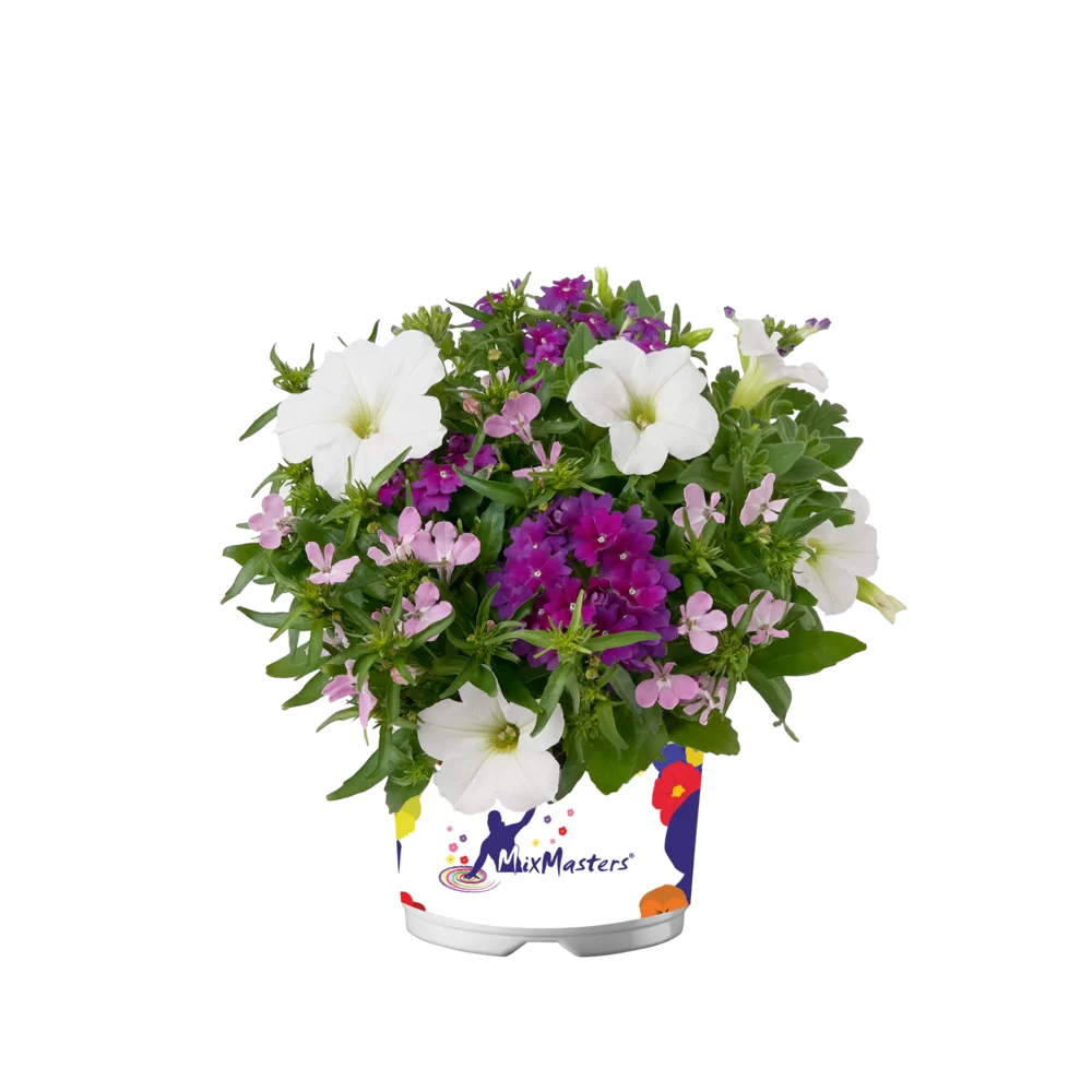 43858.webp