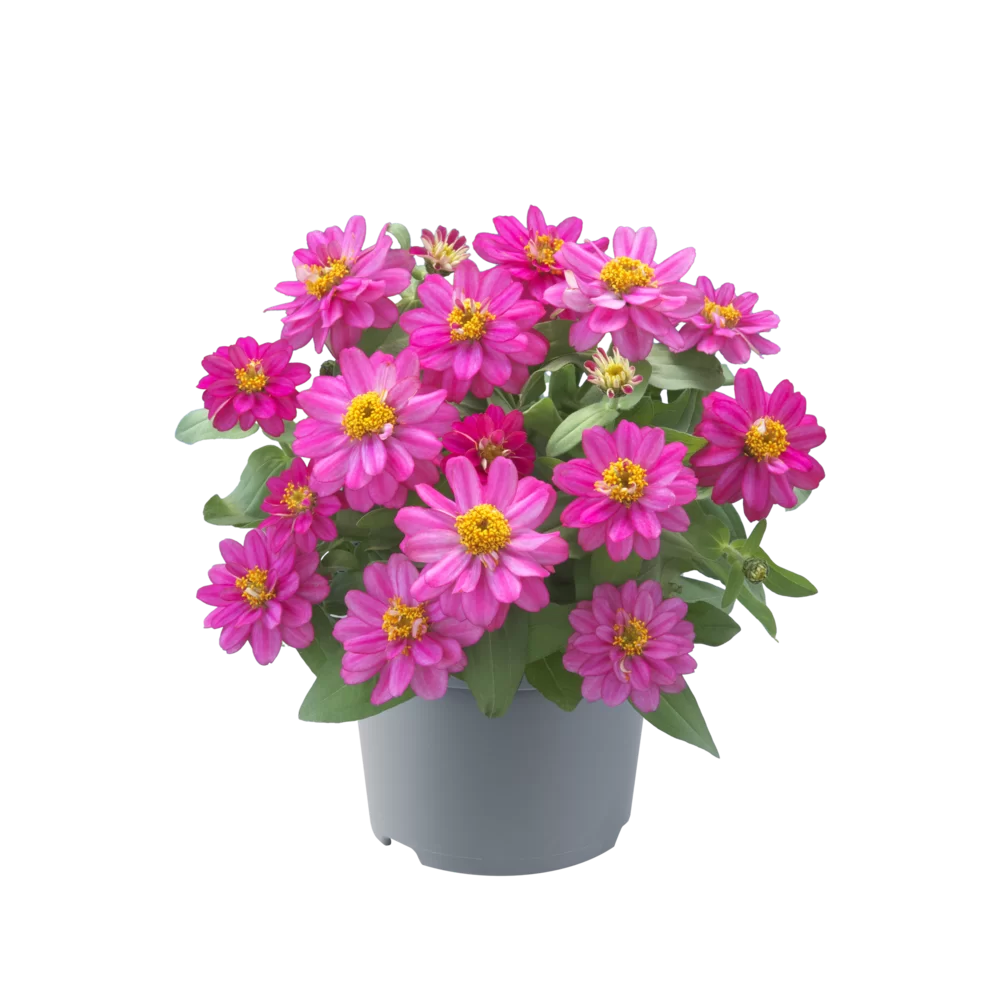 44850.webp
