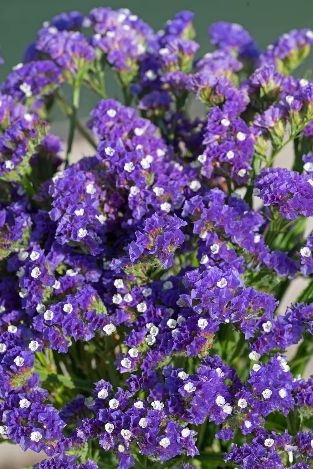 45388.webp