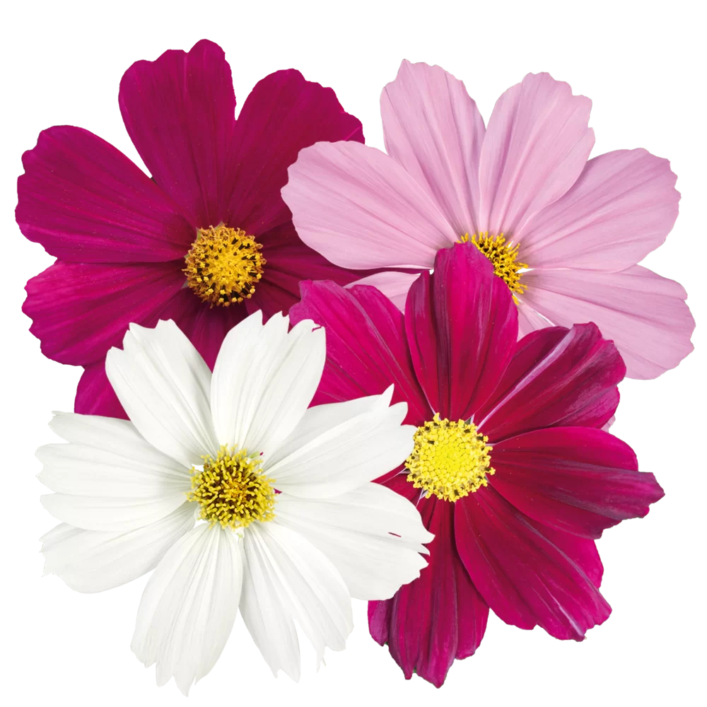 10696-L.webp