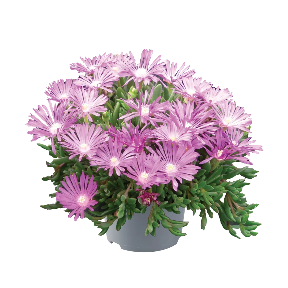 17286-L.webp