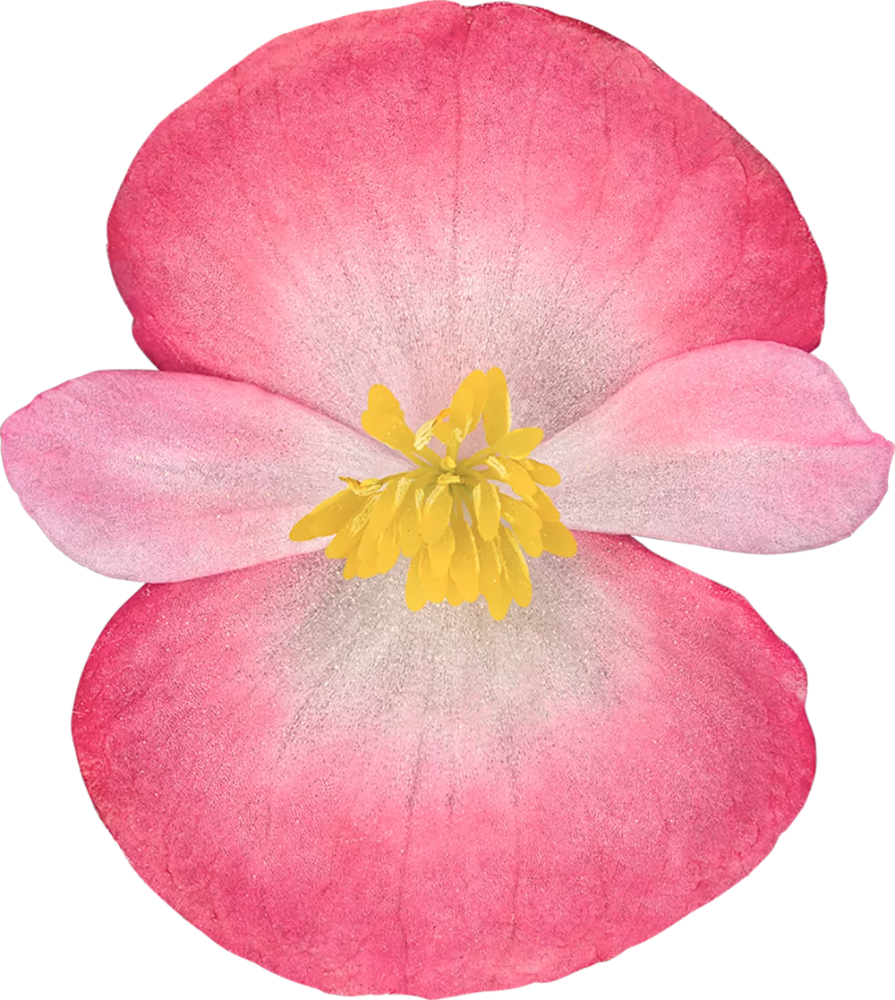 37410-L.webp