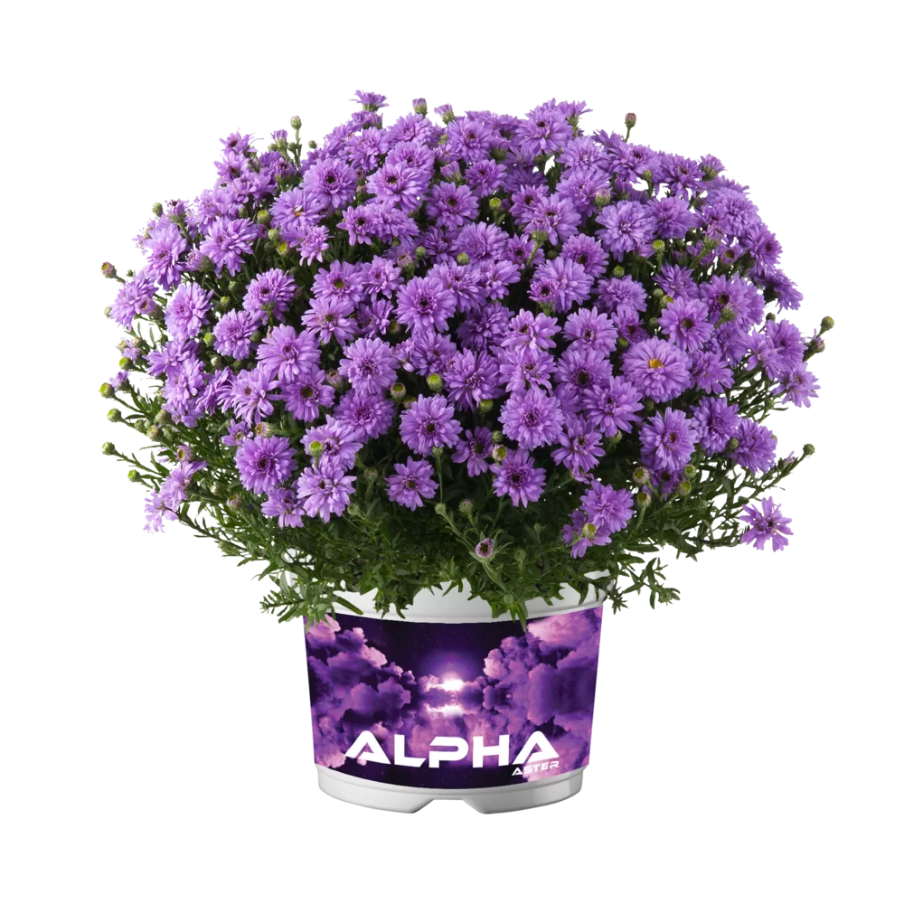 38079.webp