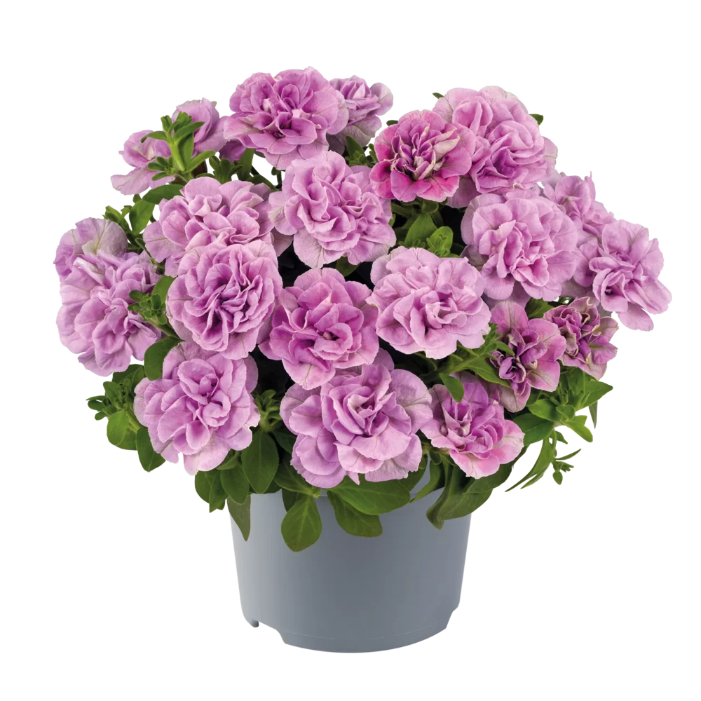 45150.webp