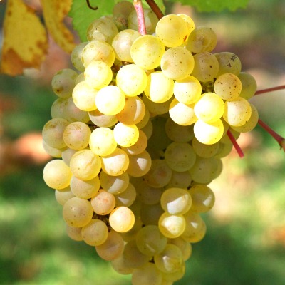 GC29976.jpg
